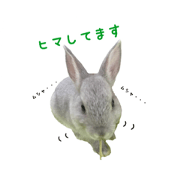 RABBIT BOYS EVERYDAY 1