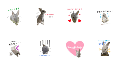 RABBIT BOYS EVERYDAY 1