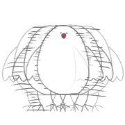 White Java sparrow "paru" White Java sparrow "paru"