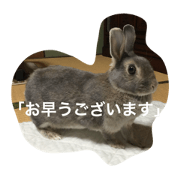 rabbit rabbit rabbit rabbit rabbit rabbi rabbit rabbit rabbit rabbit rabbit rabbi
