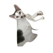 cat cat cat cat cat haha cat cat cat cat cat haha