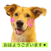 mix dog kick mix dog kick