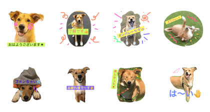 mix dog kick mix dog kick