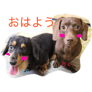 Dachshund sora&riku Dachshund sora&riku