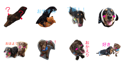 Dachshund sora&riku Dachshund sora&riku