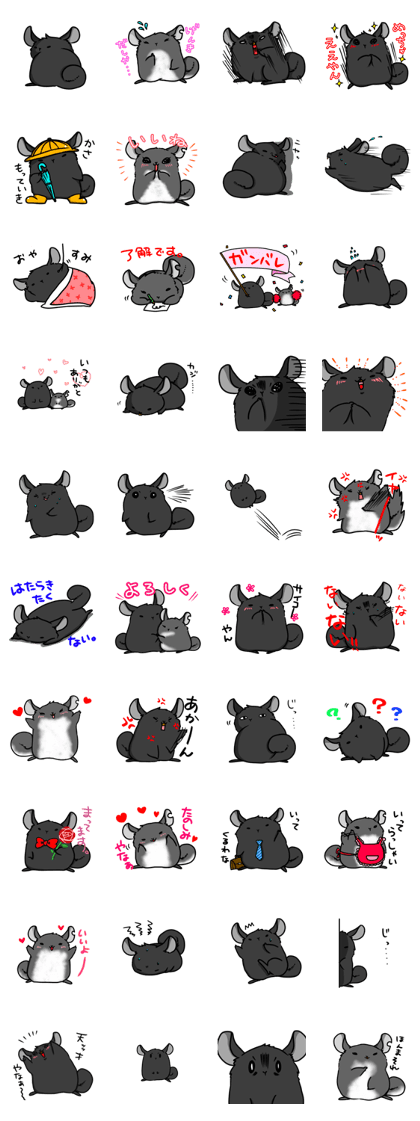 Chinchilla komyojin2 Chinchilla komyojin2