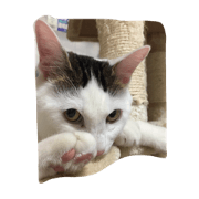 myamyamirio myamyamirio