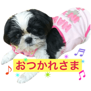 white and black cute shihtzu momoko white and black cute shihtzu momoko