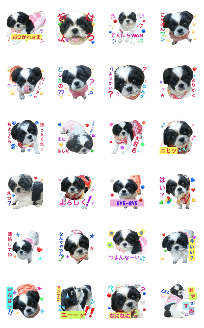 white and black cute shihtzu momoko white and black cute shihtzu momoko