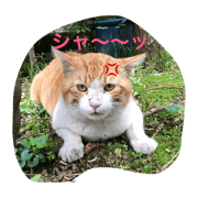 Kichi-nyan-part4 Kichi-nyan-part4