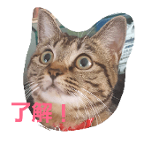 kijitora cat m kijitora cat m