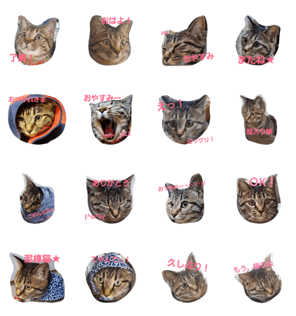 kijitora cat m kijitora cat m