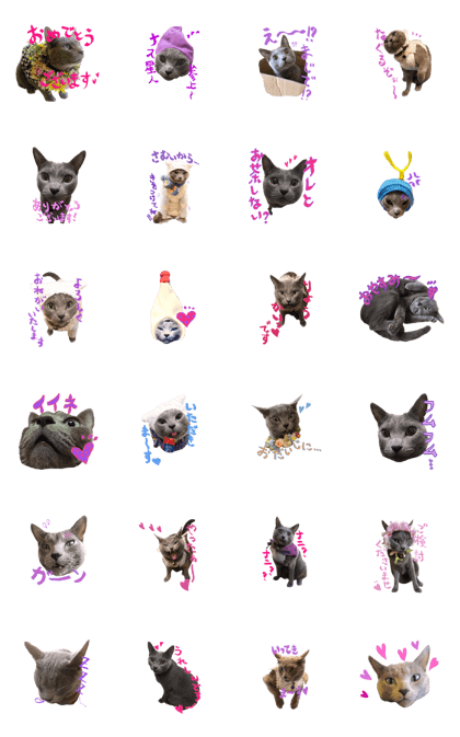 with totto! with totto!