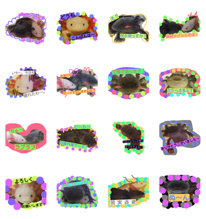 Mexicosalamander love