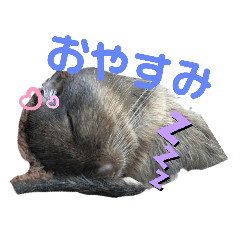 tanuki_20210804200221