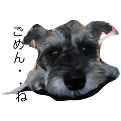 schnauzer1124