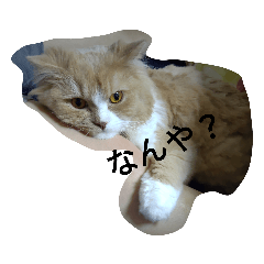 cat stamp haru