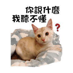 奶油胖貓&三花屁貓