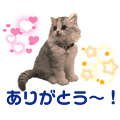 Nyanko_20210805113856