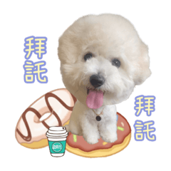 比熊犬Mia萌萌噠❤️