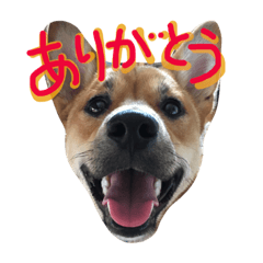 Pochi is a japanese dog. 3