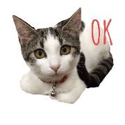 nagi cat