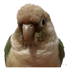 parrot_conures