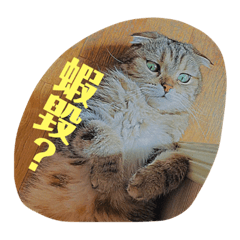 蛋白配牛牛