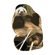 panda ueno zoo