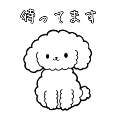 White dog chacha