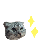 scottish-fold scottish-fold