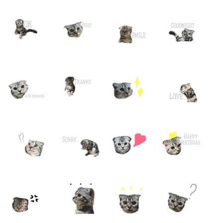 scottish-fold scottish-fold