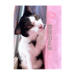 家有包子❤️