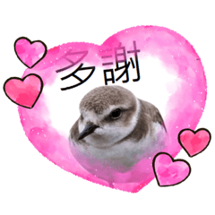 yutingbird