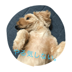 poppy dog