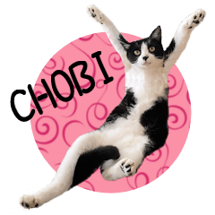 Black and white cat's Chobi