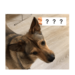 （偽）我們這一家：D