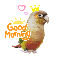 寶貝小太陽鸚鵡