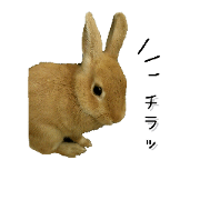 *usagi no usa chan*