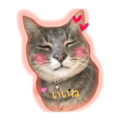 GURI of a cat was born in Shinshu.