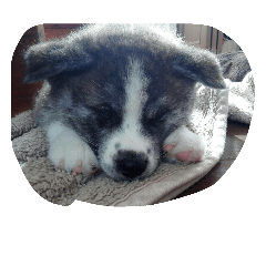 koyuki 1day