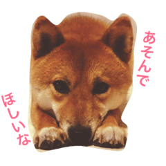 mameshi