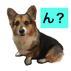 Granma Corgi "FUTOMAKI"