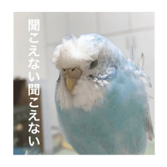 Miki_20210806101014