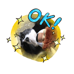 CATmi_mi