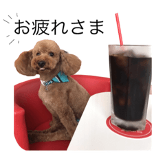 Toy poodle Colon(cafe version)