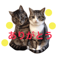 [Cat]Ann&Hina
