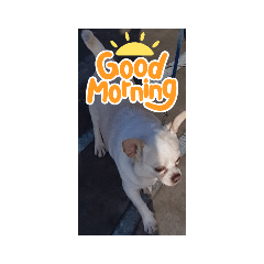 Hello from cute puppy