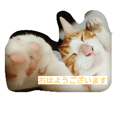 Cat's stamps