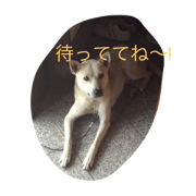 dog999